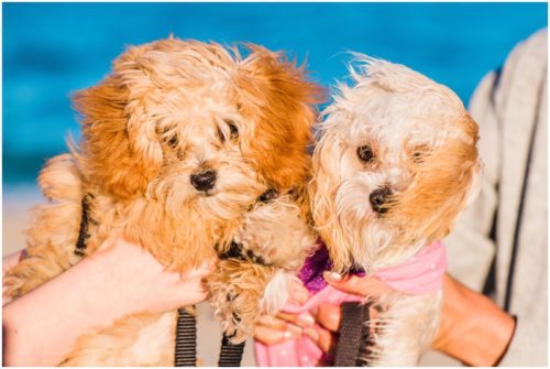 two fuzzy dogs on beach South Florida engagement