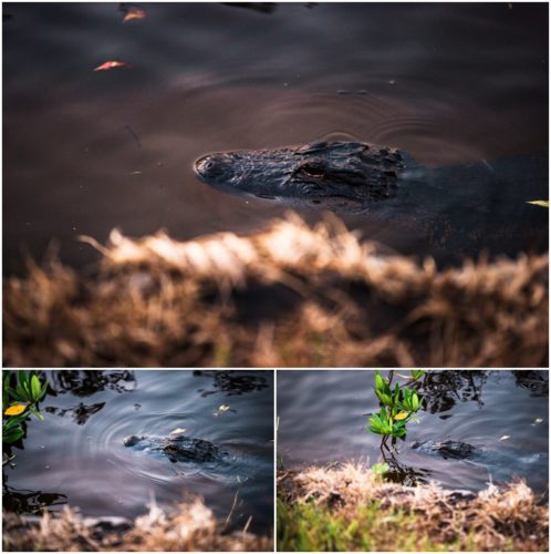 Aligator in Indian River during Vero Beach engagement