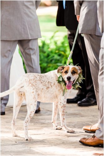 Dog with flower collar during beautiful Up the Creek Farms Wedding