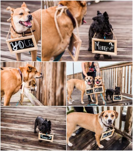Dogs with the chalkboard signs during Florida proposal