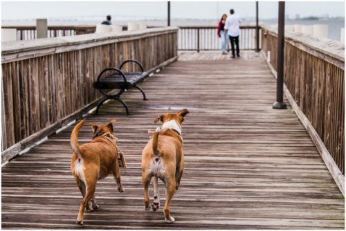 dogs running down dock during Florida proposal