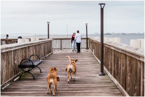 dogs running down dock during Florida proposal