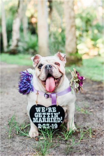 French bulldogMelbourne engagement session