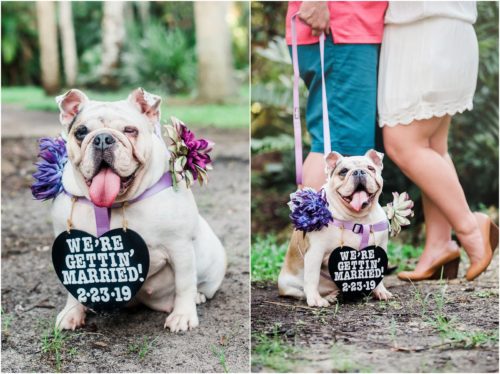 French bulldog Melbourne engagement session