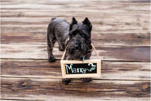Dogs with signs with same sex couple Melbourne Proposal Photographer