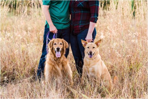 Just the dogs in a field Melbourne Florida Family Photography