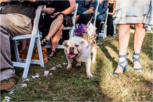 The dog comes to the rescue down the isle with the rings at Banyan Estate Wedding