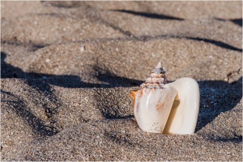 engagement ring on conch shell on beach House of Refuge Engagement session