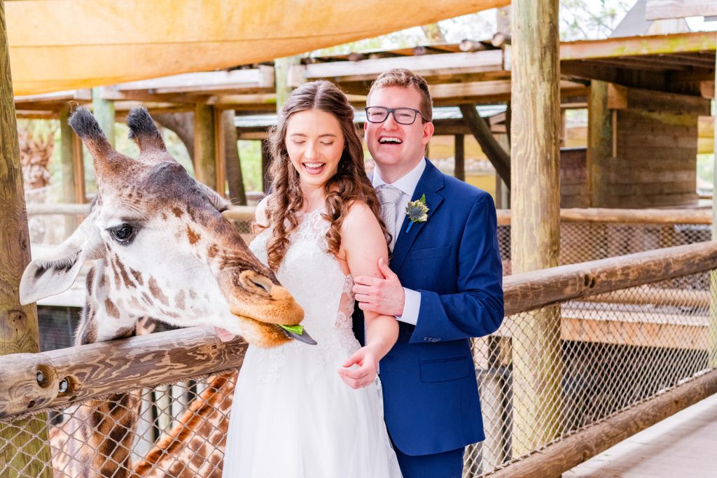 couple laughing while feeding a giraffe at the Brevard Zoo during their wedding