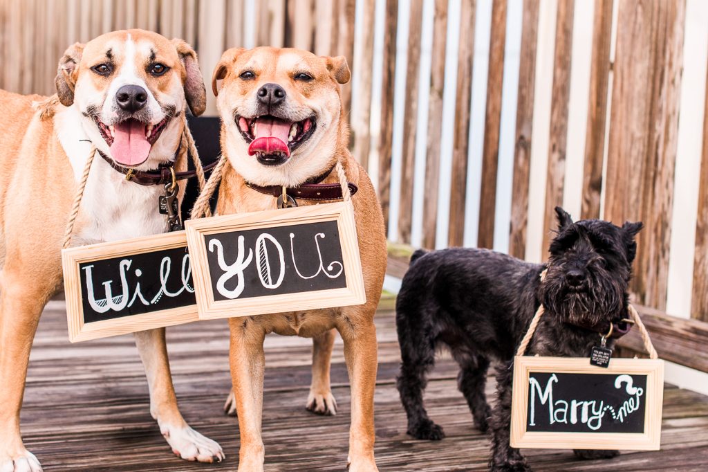 three dogs with signs around necks saying will you marry me?