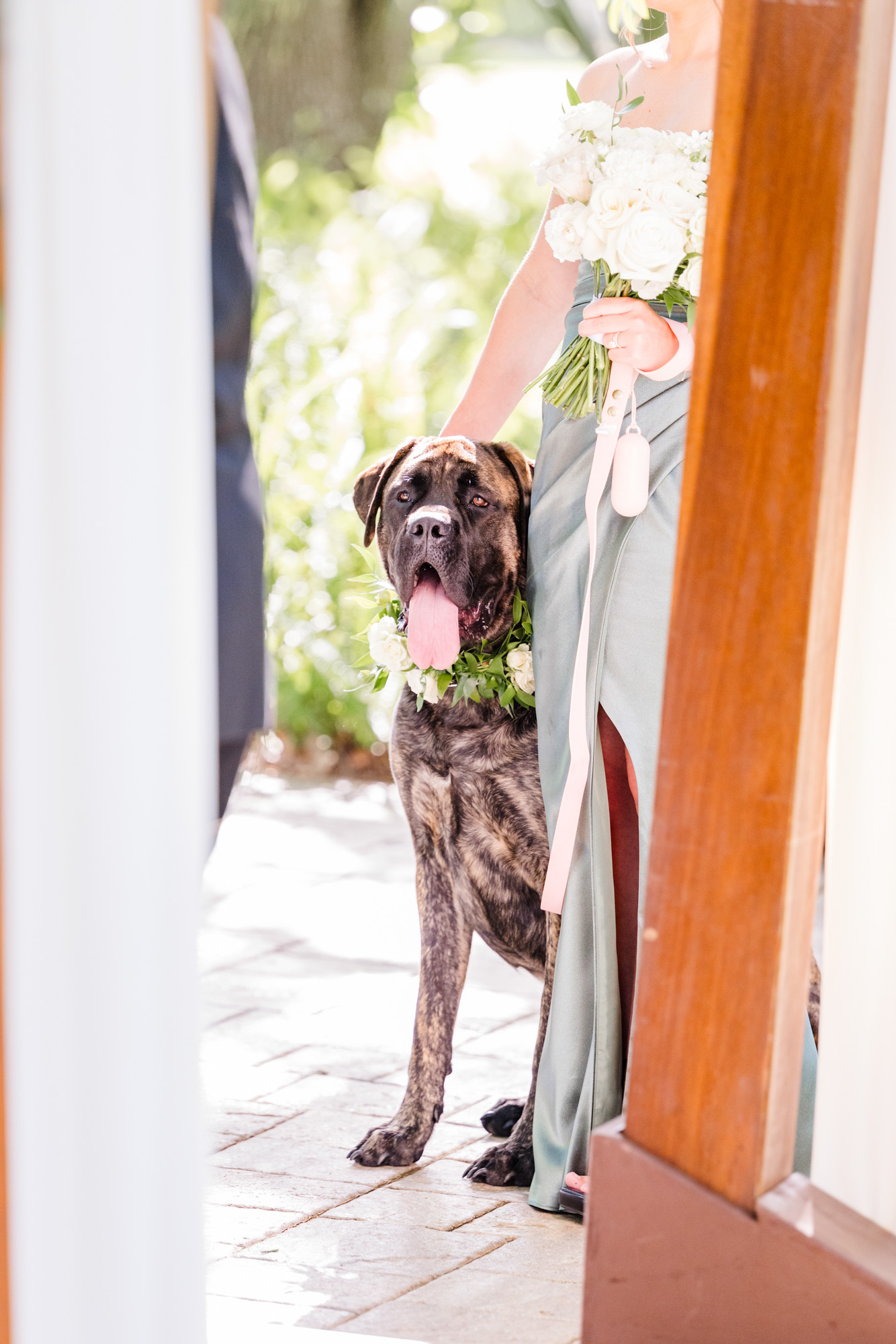 Wedding guest holding a brindle dog wearing a white floral collar.