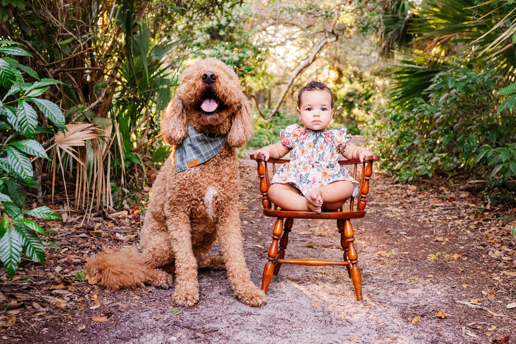 Curly-haired family dog sitting beside a baby in a wooden chair on a garden path.