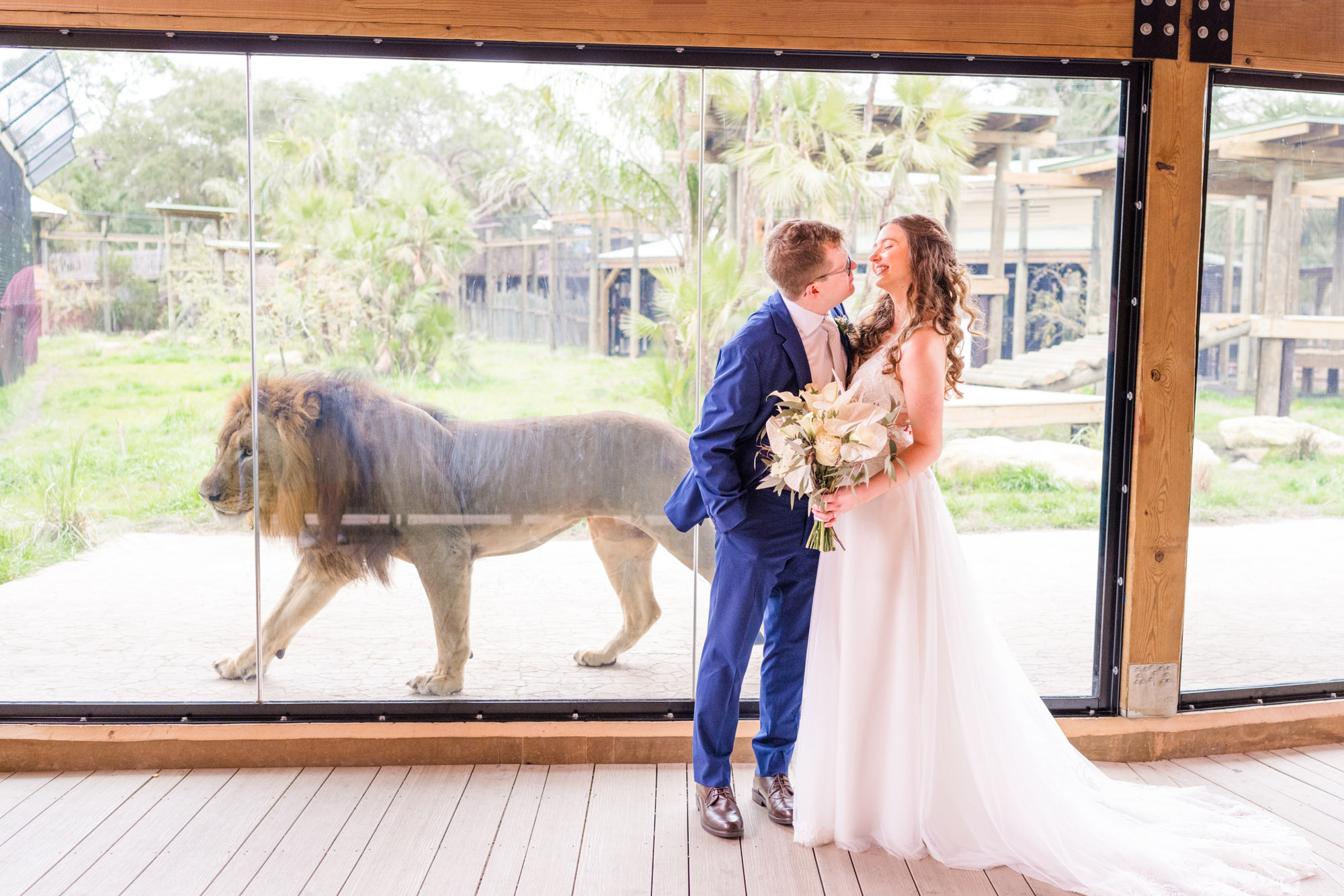 Newly married couple kissing in front of the lion enclosure at the Brevard zoo.