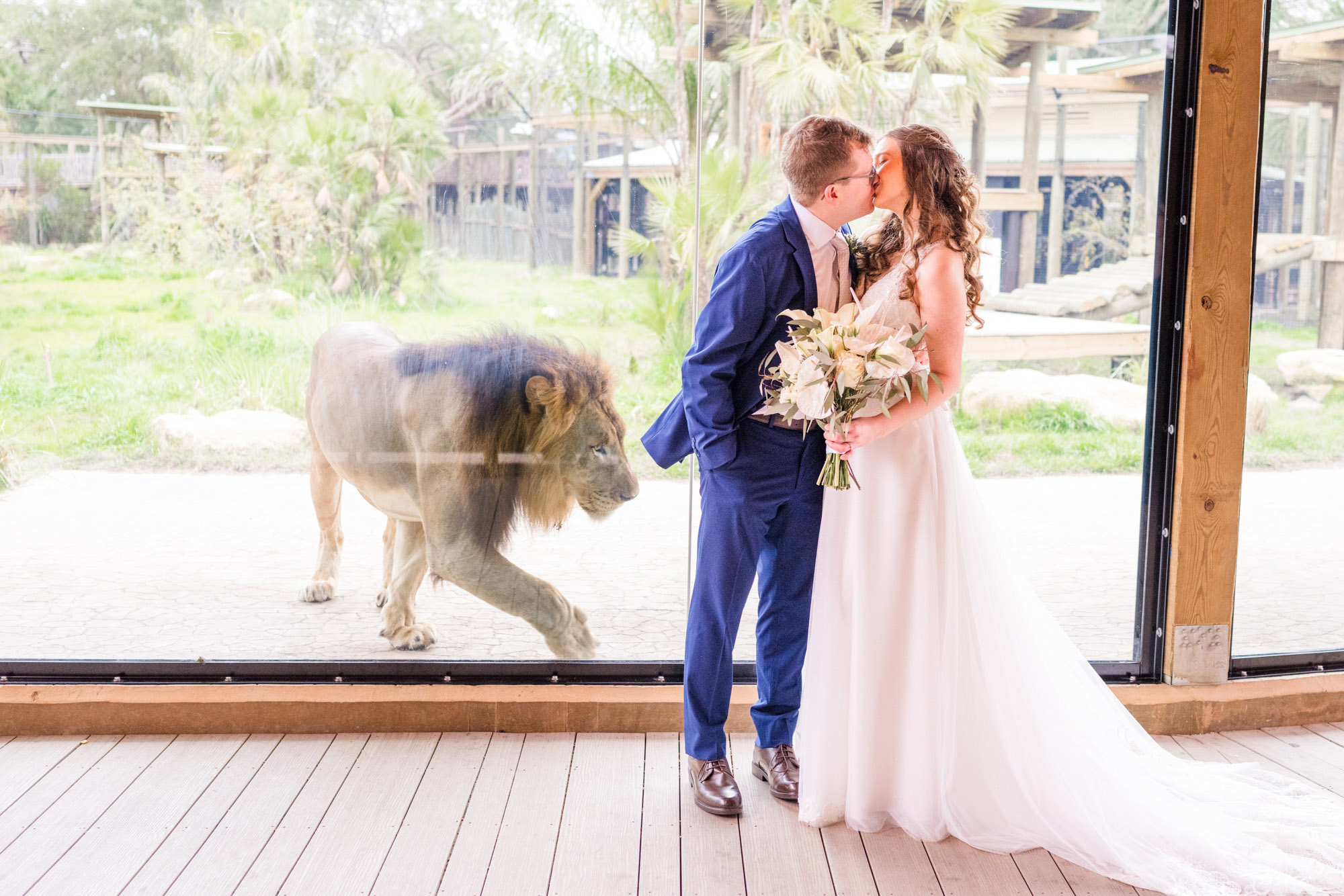 Newly married couple kissing in front of the lion enclosure at the Brevard zoo.