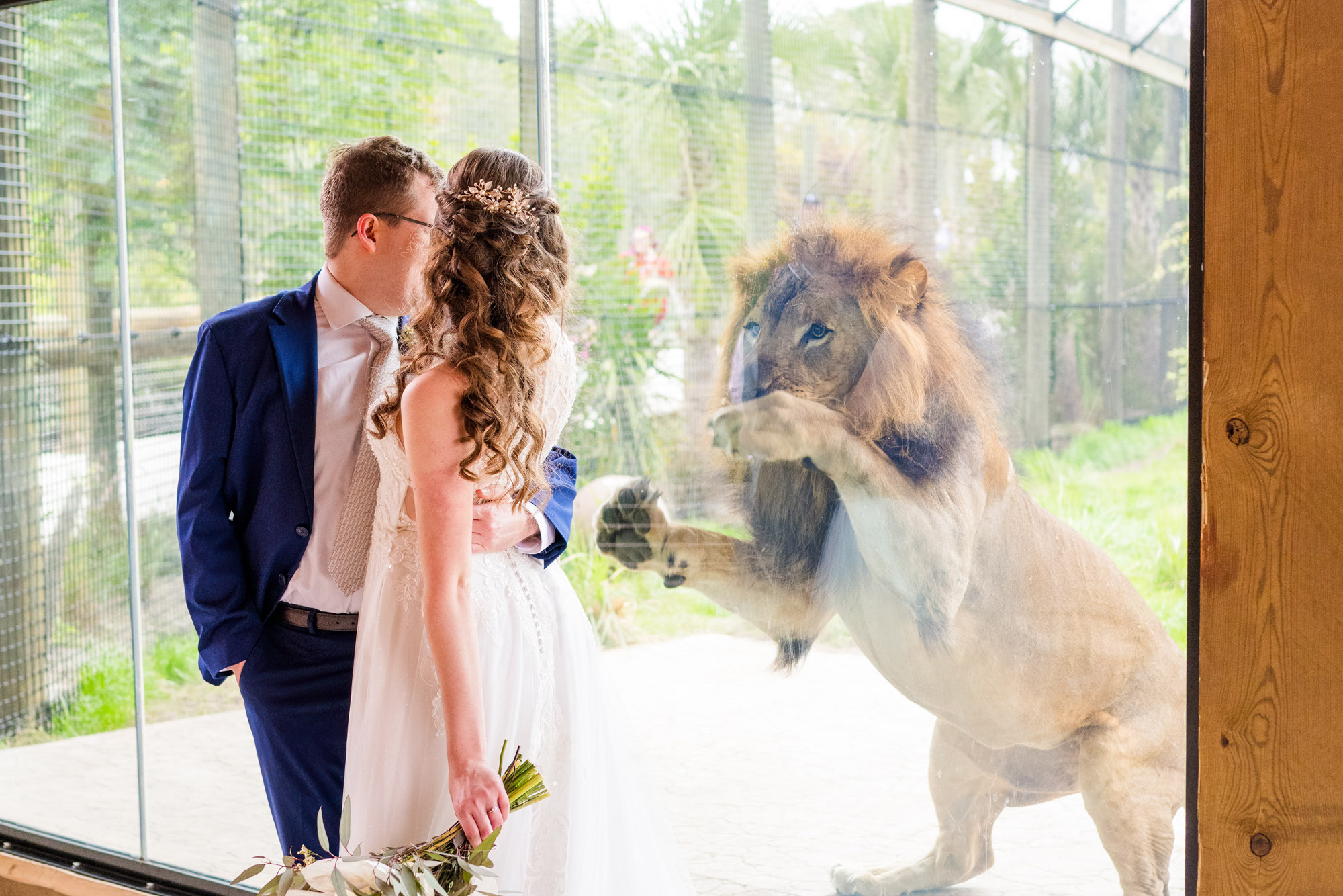 Newly married couple hugs while a lion looks at them through the glass at the Brevard Zoo.