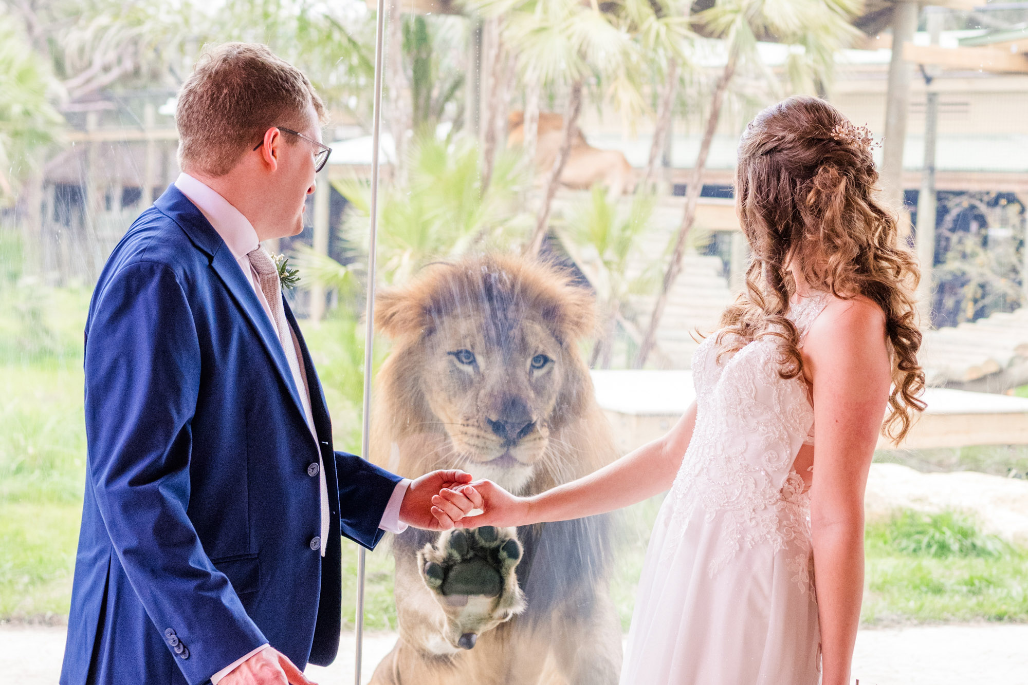 Couple holding hands while a lion looks at them at the Brevard Zoo.