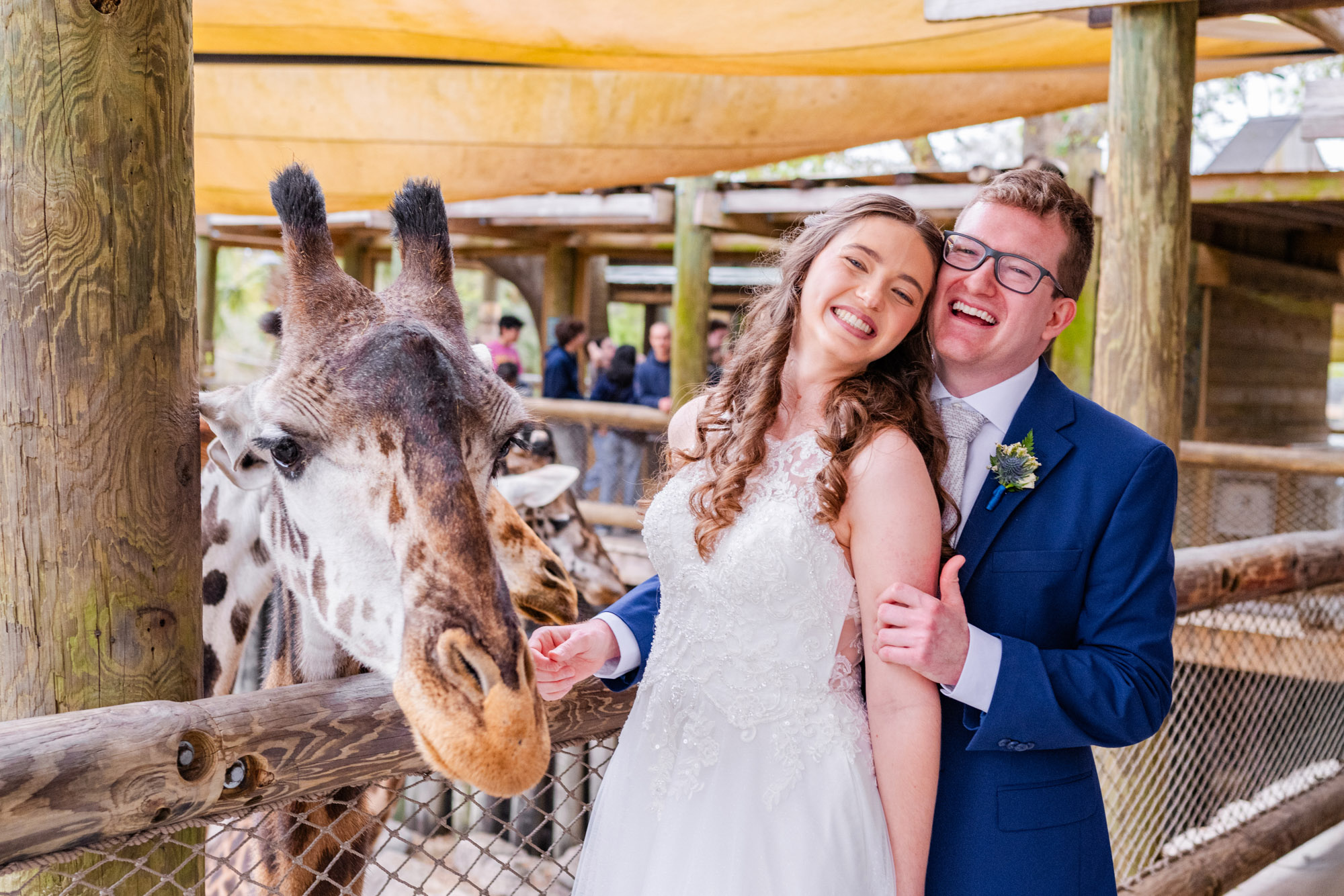Couple laughing and feeding giraffe at the Brevard Zoo after their wedding