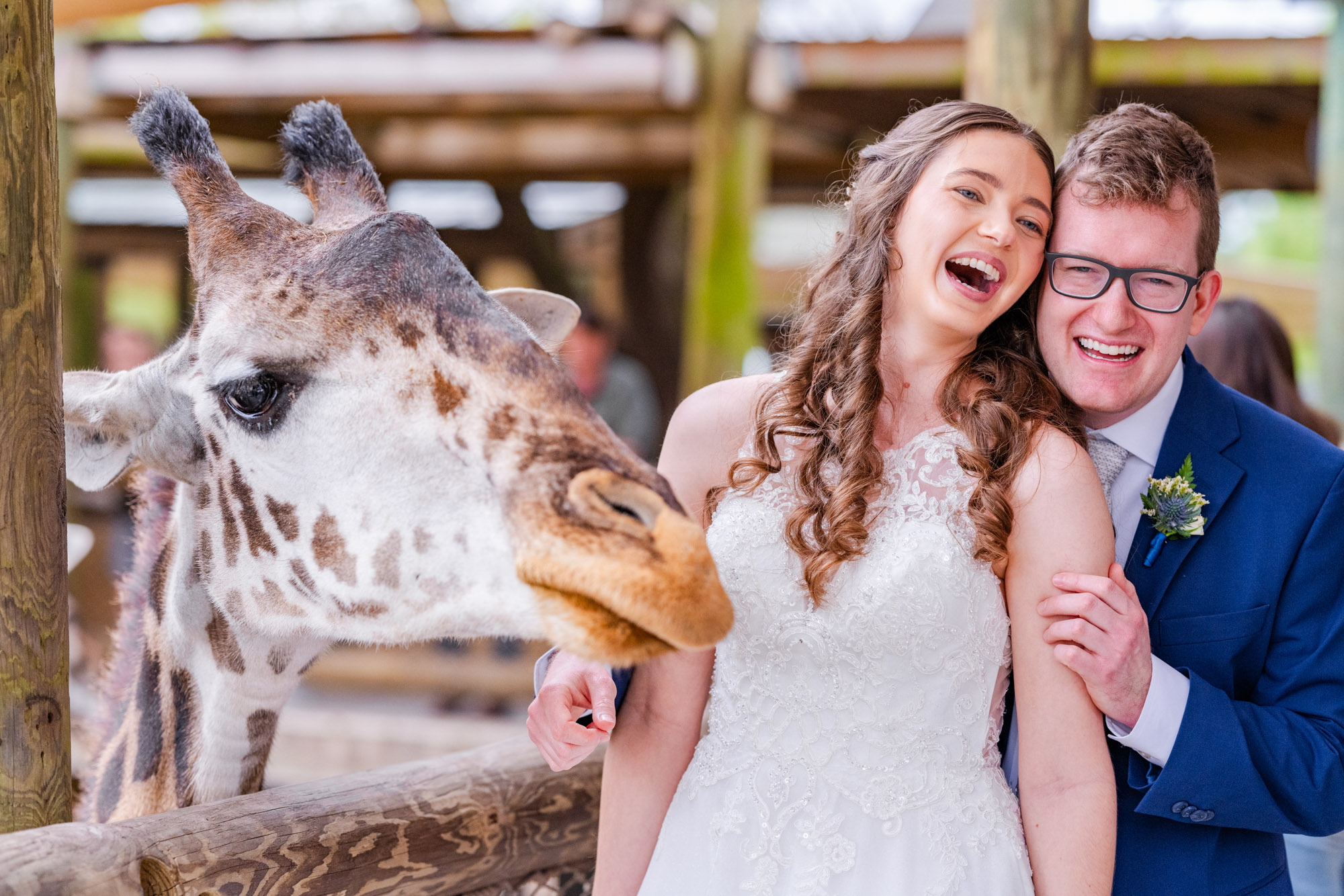 Bride and groom feeding lettuce to a giraffe after their wedding ceremony at the Brevard Zoo.